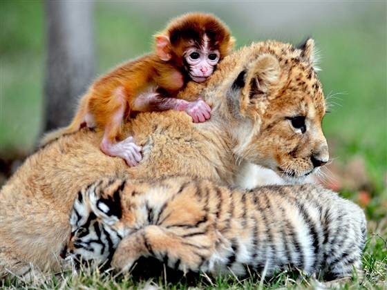 Lions and Tigers and… Babies? Oh My!