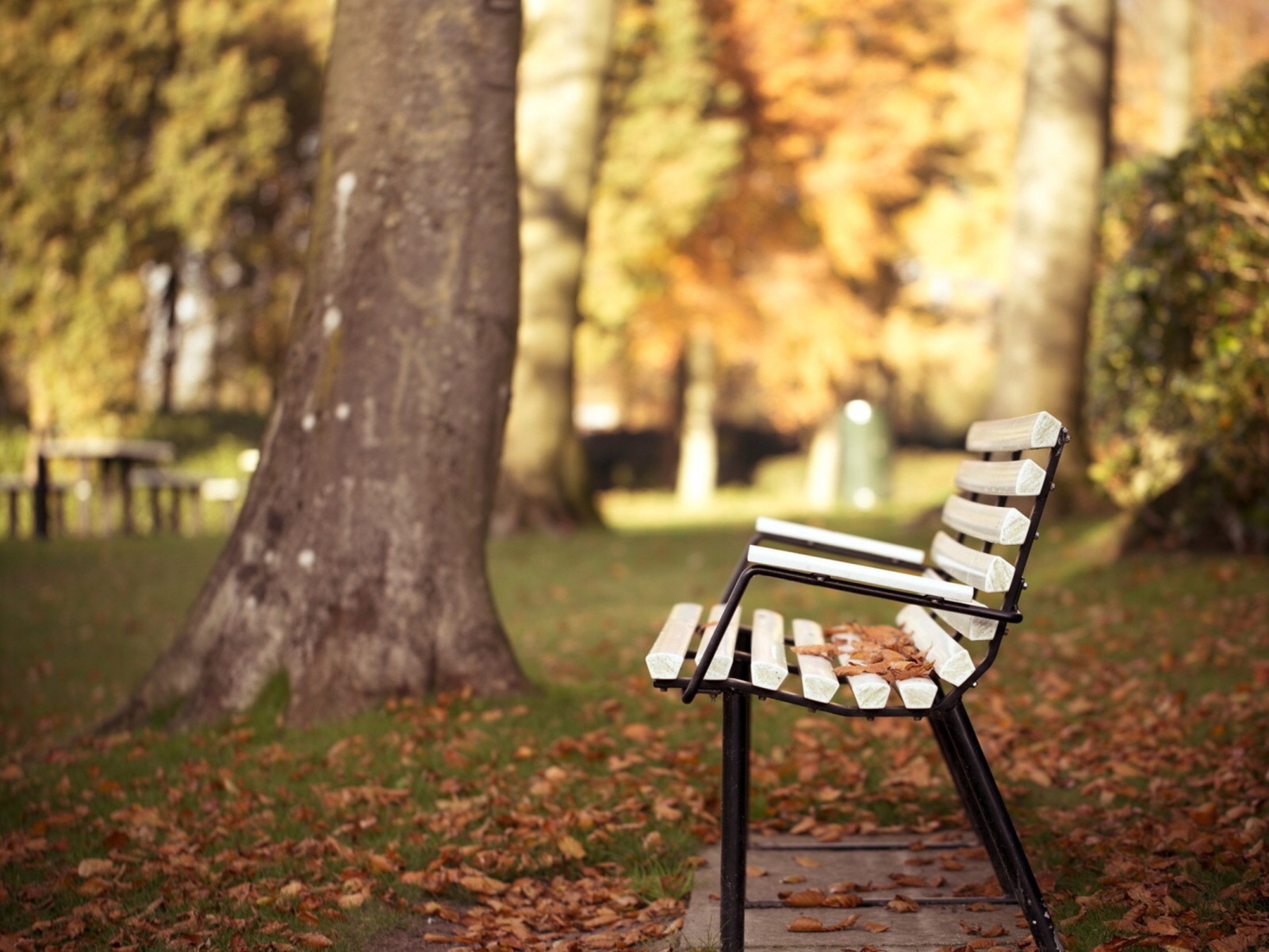 The Man in the Park